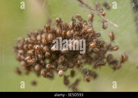 Un primo piano di un gruppo di ragni iberici su una ragnatela durante la primavera. Questo scatto macro cattura i dettagli intricati di questi giovani ragni nel loro Foto Stock