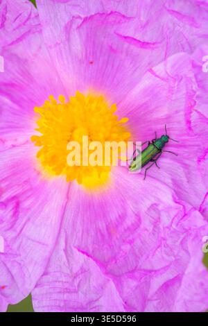 Macro-fotografia di uno scarabeo verde, Psilothrix viridicoerulea, poggiato su un vivace fiore viola in primavera. Cattura i dettagli intricati dell'insetto A. Foto Stock