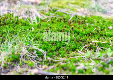 Moquette verde vivace che ricopre il pavimento della foresta con texture delicate Foto Stock
