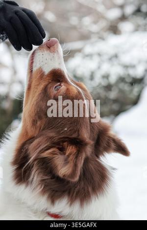Primo piano del naso di un cane bianco e marrone che tocca la mano di una persona in un guanto nero. Sfondo invernale con neve, che rappresenta la scommessa di amicizia e fiducia Foto Stock