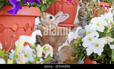 Un coniglio decorativo beige nascosto tra i fiori si erge sulle zampe posteriori e sniffa petunie. Carino coniglietto pasquale. Un adorabile animale domestico in una passeggiata in campagna Foto Stock