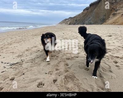 Pastore australiano, a sinistra, e collie di confine sulla Cape Cod National Seashore. Foto Stock