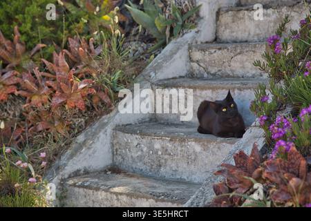 Il gatto nero poggia su gradini di pietra intemprati circondati da piante costiere Foto Stock