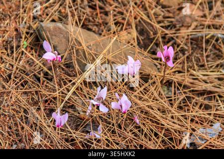 Fiori di ciclamino rosa Graecum (ciclamino greco) nella foresta Foto Stock