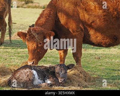 Mucca e vitello. La mucca madre si erge su un vitello appena nato coperto di paglia nel campo in Cumbria Inghilterra Regno Unito Foto Stock
