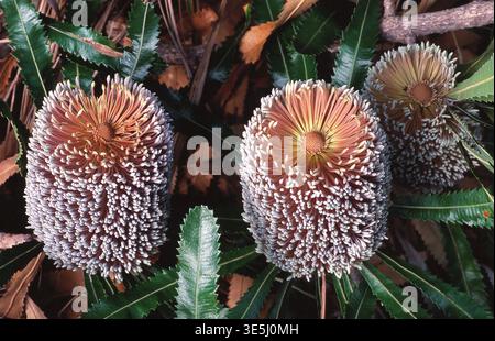 PRIMO PIANO DI FIORI DI BANKSIA CHE CRESCONO PROLIFICI A SOUTH STRADBROKE ISLAND, MORETON BAY, QUEENSLAND, AUSTRALIA. Foto Stock