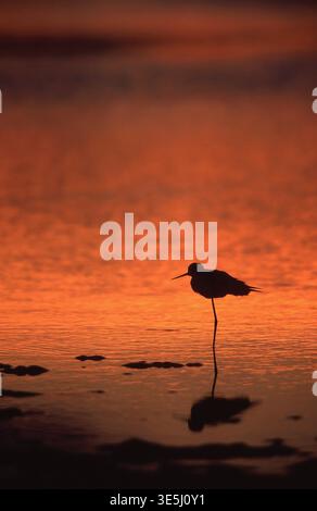 SILHOUETTE DI UN PICCOLO UCCELLO D'ACQUA AL TRAMONTO IN ACQUA CALMA E SHALLOW DI ZONA UMIDA, ISOLA DI SOUTH STRADBROKE, QUEENSLAND, AUSTRALIA. Foto Stock