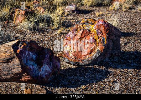 Vista ravvicinata dettagliata delle vivaci superfici in legno pietrificato presso l'Agate House Trail nel Petrified Forest National Park in Arizona Foto Stock