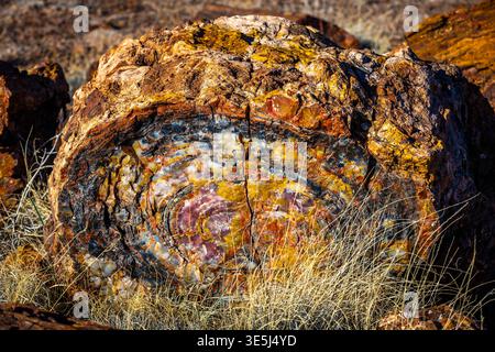 Vista ravvicinata dettagliata delle vivaci superfici in legno pietrificato presso l'Agate House Trail nel Petrified Forest National Park in Arizona Foto Stock