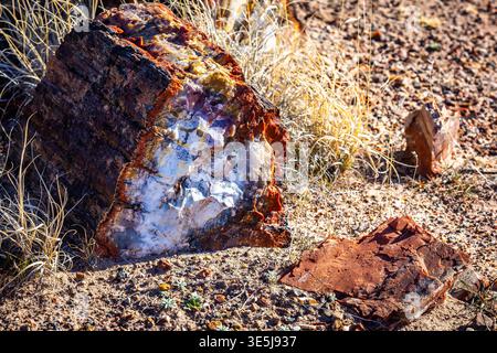 Vista ravvicinata dettagliata delle vivaci superfici in legno pietrificato presso l'Agate House Trail nel Petrified Forest National Park in Arizona Foto Stock