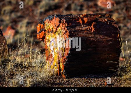 Vista ravvicinata dettagliata delle vivaci superfici in legno pietrificato presso l'Agate House Trail nel Petrified Forest National Park in Arizona Foto Stock