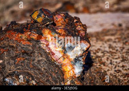 Vista ravvicinata dettagliata delle vivaci superfici in legno pietrificato presso l'Agate House Trail nel Petrified Forest National Park in Arizona Foto Stock