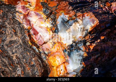 Vista ravvicinata dettagliata delle vivaci superfici in legno pietrificato presso l'Agate House Trail nel Petrified Forest National Park in Arizona Foto Stock
