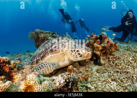 Green Sea Turtle, Chelonia mydas, che riposa su una barriera corallina con subacquei Foto Stock