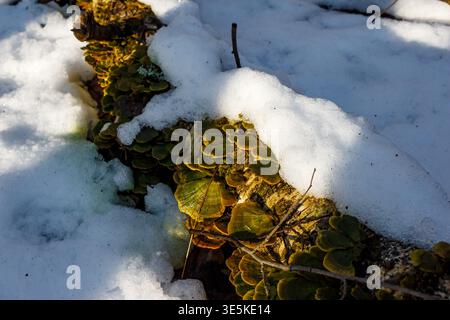 I vivaci funghi verdi da mensola fioriscono su un tronco in decadenza parzialmente coperto da neve bianca brillante in un giorno di sole primaverili Foto Stock
