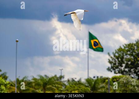 Un airone che vola in un cielo blu con nuvole e la bandiera brasiliana issata sullo sfondo, lottando con il vento Foto Stock