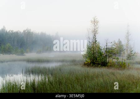 Nebbia mattutina su una tranquilla palude con piccoli alberi Foto Stock