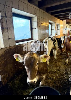 Giovane vitello marrone che guarda la macchina fotografica in un fienile. Foto Stock
