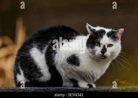 Un gatto domestico bianco e nero, Felis catus, accovacciato e fissato in avanti con occhi verdi vividi. Foto Stock