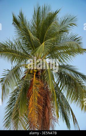 Palma da cocco alta con ammassi di noci di cocco verdi e fronde spalmate viste dal basso contro un cielo blu limpido. Foto Stock