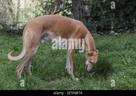 Ritratto del cane chiamato Ivo, il galgo levriero spagnolo Foto Stock