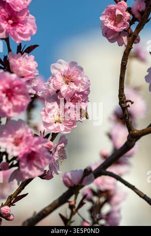 Pechino, Cina - 1° aprile 2026: Primo piano di splendidi fiori di crabmele rosa e foglie verdi su un ramo contro un cielo azzurro. Foto Stock