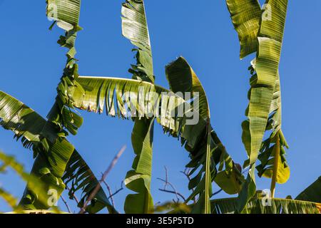 Una vivace fotografia dall'alto verso l'alto con angolazione bassa di alte palme tropicali, fotografata contro un cielo azzurro brillante in una calda giornata di sole Foto Stock