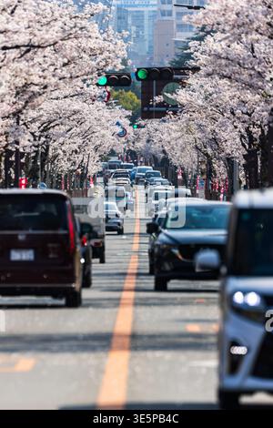 Traffico in primavera in Giappone con fiori rosa sakura che sovrastano la strada Foto Stock