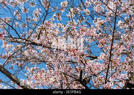 Bellissimi fiori sakura rosa e bianco che fioriscono sui rami durante la primavera in Giappone Foto Stock