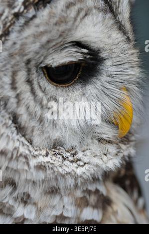 Barrato Owl un dettaglio estremo sul viso durante un evento educativo Foto Stock