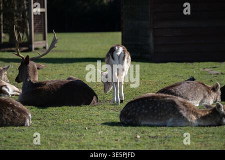 Mandria di cervi che riposano sull'erba nella natura tranquilla del parco Foto Stock