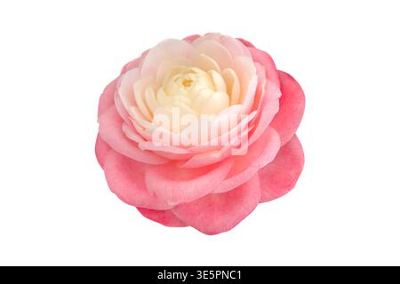 Vista laterale di un doppio fiore di camelia japonica con petali che svaniscono dal centro cremoso ai bordi rosa tenui, isolati su sfondo bianco. Elegante botanico Foto Stock