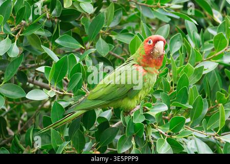 Cherry era a capo di Conure a San Francisco Foto Stock