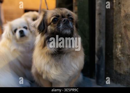 Un cane spagnolo tibetano di colore fawn in primo piano osserva un evento di strada di notte durante la settimana Santa di Alcoy, Spagna Foto Stock