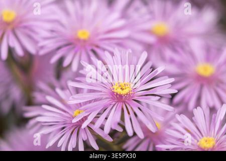 Un morbido e sognante primo piano di delicati fiori rosa-viola con centri gialli brillanti, catturati con una messa a fuoco superficiale su uno sfondo delicatamente sfocato. Foto Stock