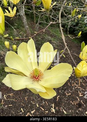 Bellissimi fiori gialli di magnolia su un albero in primavera. Foto Stock