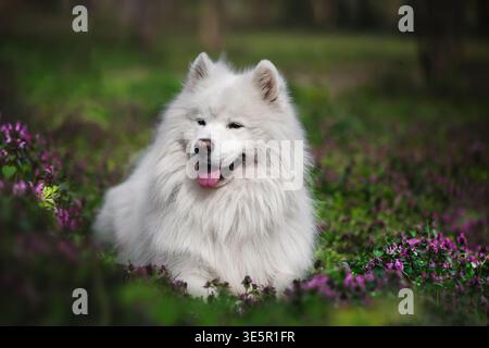 Adorabile cane samoidato giacente in un campo di fiori selvatici viola in una foresta primaverile, che sembra sorridere con la bocca aperta e la lingua fuori. Luminoso, colorato Foto Stock