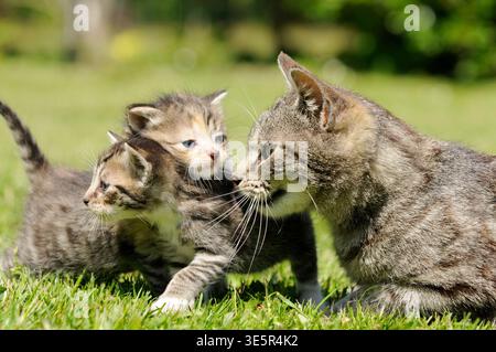 Gattini Tabby con la loro gatta madre sull'erba in un prato. Una scena naturale che mostra la famiglia felina e le cure materne all'aperto in un giardino o in campagna Foto Stock