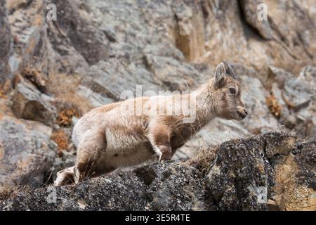 Giovane stambecco in piedi sul pendio roccioso di montagna Foto Stock