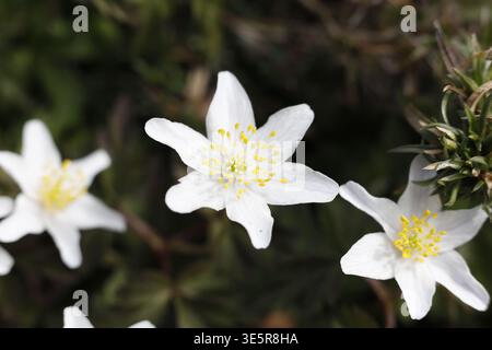 Primo piano di delicati fiori di Anemone (Anemone nemorosa) in fiore in una foresta primaverile. Foto Stock