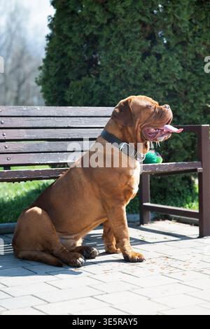 Profilo completo di un Dogue de Bordeaux (mastino francese) seduto su un sentiero asfaltato in un parco soleggiato. Foto Stock