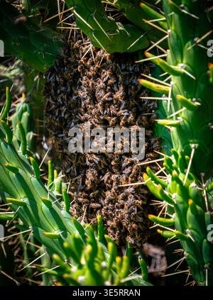 Ammasso di sciami di api mellifere su piante di cactus Morocco Africa Nature Wildlife Foto Stock