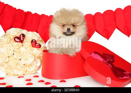 Un soffice cucciolo di Pomerania si trova all'interno di una scatola regalo rossa a forma di cuore accanto a un bouquet di rose crema e una ghirlanda rossa a cuore su uno sfondo bianco. Foto Stock