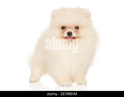 Adorabile e soffice cucciolo di Pomerania in piedi con una zampa sollevata, mostrando cordialità e gioia Foto Stock