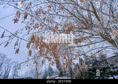 Rami d'acero ricoperti di gelo con ammassi di samara marrone asciutti ricoperti di cristalli hoarfrost contro un cielo invernale coperto Foto Stock