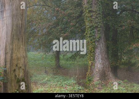 Un tranquillo paesaggio forestale caratterizzato da grandi tronchi di alberi con muschio e edera, circondato da vegetazione lussureggiante e foglie cadute sul terreno, sotto una nebbia Foto Stock