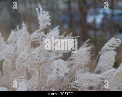 Primo piano di soffici pennacchi bianchi di Miscanthus sinensis. Erba ornamentale secca nel giardino d'inverno. Teste di fiori argentate su sottili gambi marroni. Foto Stock