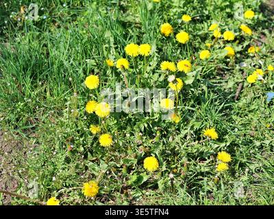 Fiori di dente di leone giallo che fioriscono nell'erba verde. Taraxacum officinale selvatico in un prato soleggiato. Primo piano dei fiori di dente di leone su gambi lunghi. Campo di Foto Stock