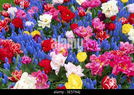 Vibrante tappeto in tulipani e musari che mostra la fioritura multicolore della primavera, un denso mix di tulipani rossi, gialli, rosa e bianchi con giacinti d'uva blu e ranunc Foto Stock