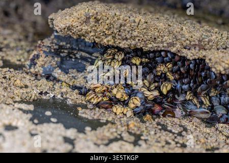 Dettaglio ravvicinato della roccia ricoperta di barnacli e cozze, che mostra la vita marina nella spiaggia di Las Catedrales, Ribadeo, Spagna Foto Stock